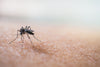 Everything You Need to Know About Ross River Virus