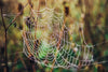 The Amazing Web-Spinners: Different Types of Spider Webs