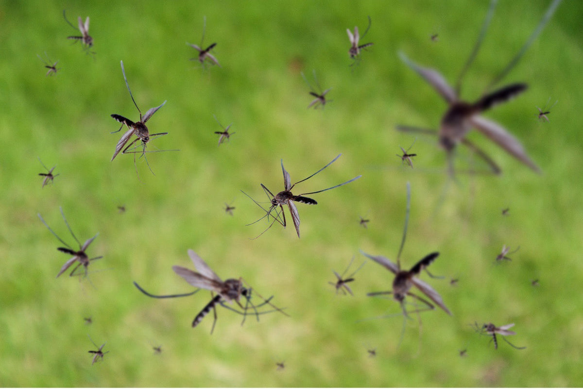 Not Just Humans: The Surprising Animals That Mosquitoes Bite