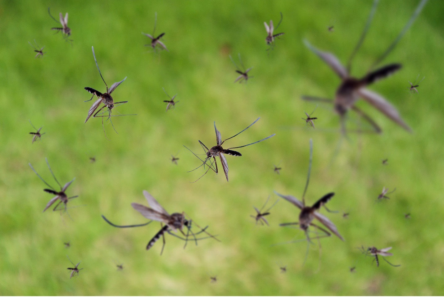 Not Just Humans: The Surprising Animals That Mosquitoes Bite