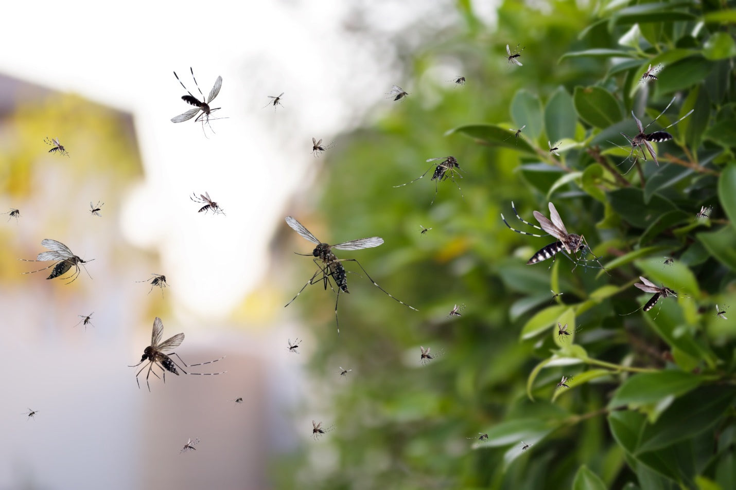 Why are Mosquitos Beneficial to the Ecosystem?