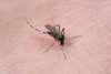 Breaking News: Malaria Cases in TX & FL - First Time in 2 Decades