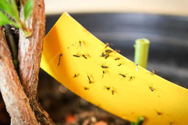 Indoor plant store flies