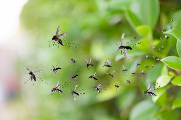 Mosquito Coil Use, Effectiveness and Risks