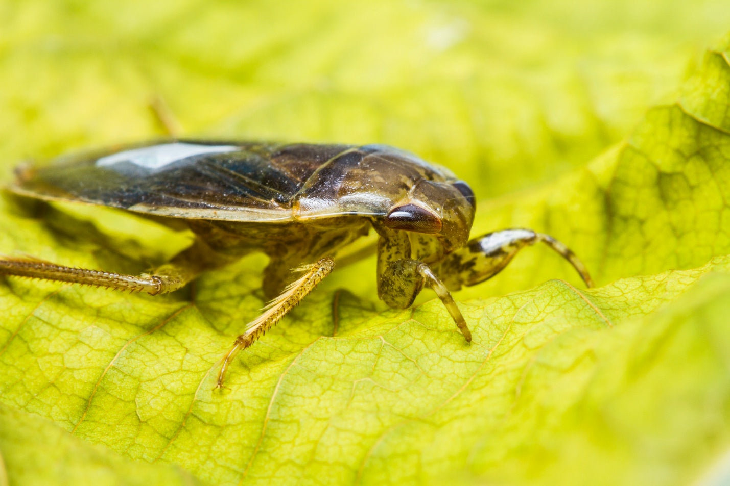 Water Bugs and Cockroaches: Are They the Same Bug?