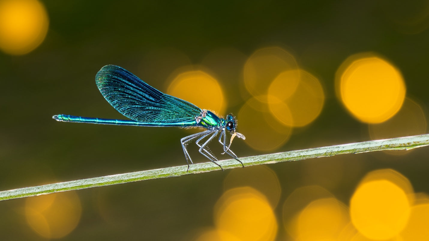 Mosquito Predators: What Eats Mosquitoes?