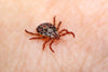 Ticks Bite Famous People Too - 10 Celebrities Living with Lyme Disease