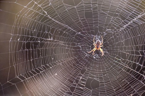 How to Get Rid of Spiders: Inside and Outside the House