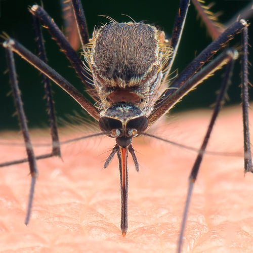 Dallas' Potential Answer to Zika