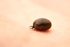 How to Remove a Tick Without Tweezers