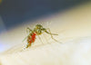 West Nile Virus Threats & Concerns