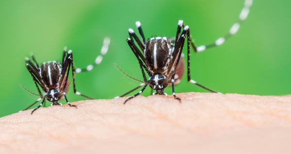 When Is Mosquito Season? - MosquitoNix®