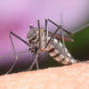 MosquitoNix Eliminates Mosquitos | Residential | Commercial