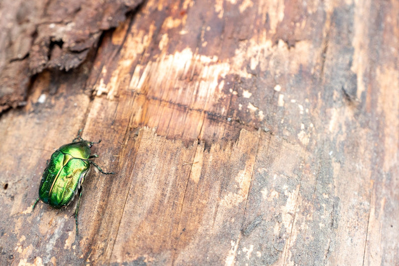 Beetles in Your Backyard: A Guide to Common Beetle Species