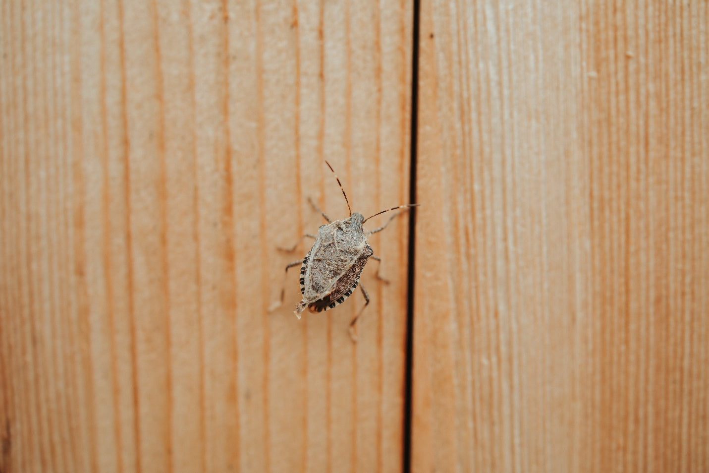 Beyond the Stench: Unveiling the Life Cycle and Habits of Stink Bugs