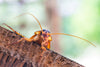 Creepy Crawlies: The Disgusting Habits of Cockroaches