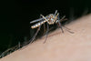 Dengue Fever Confirmed in Tampa Bay Region