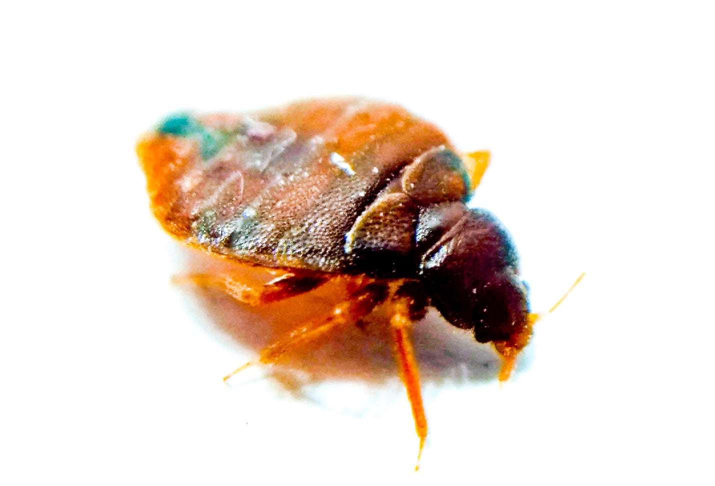 Bed Bug Prevention: Tips for Preventing Infestations - MosquitoNix®