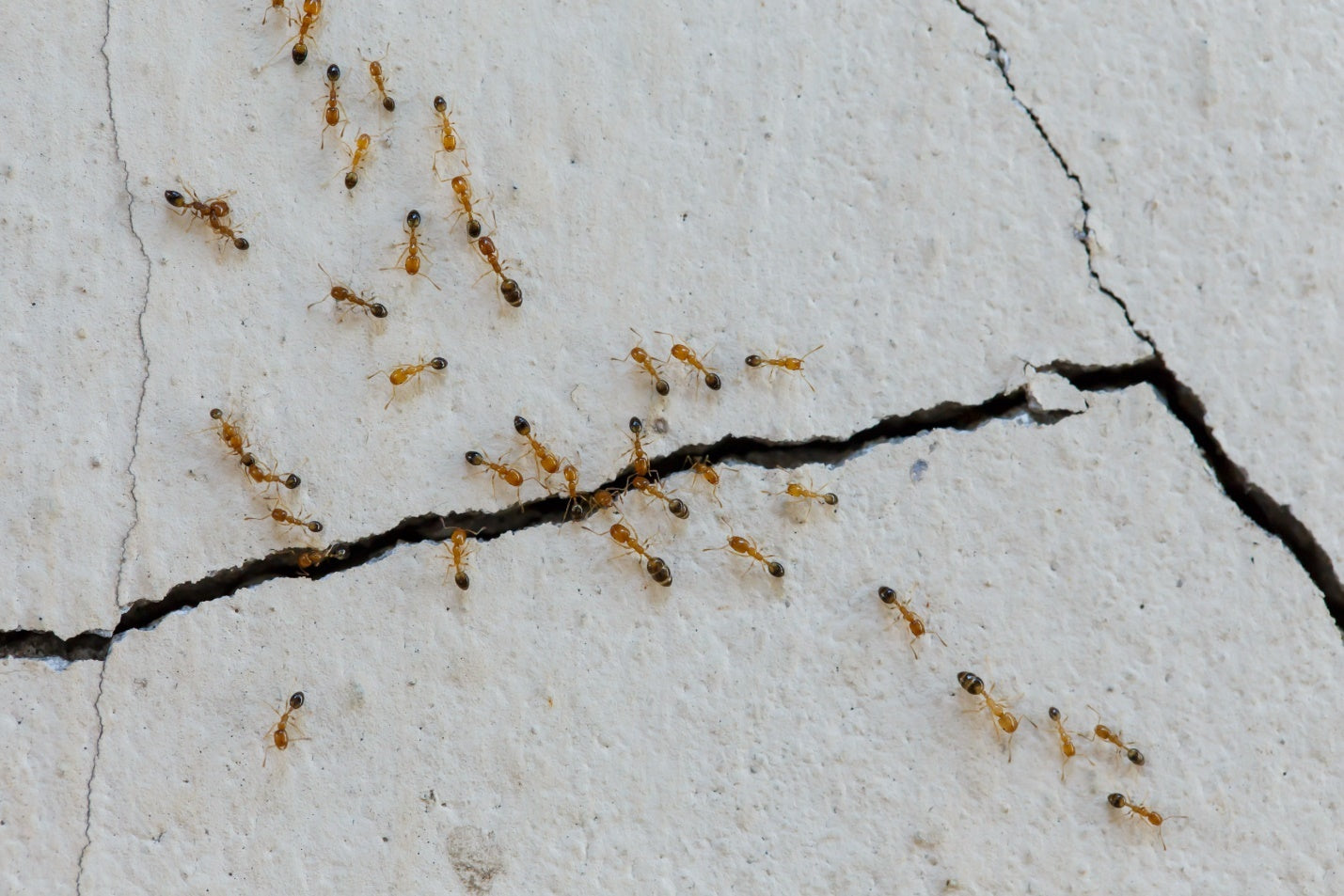How to Get Rid of Ants in Your Home