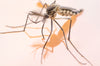 Mosquitos Carried Malaria for 100 Million Years?