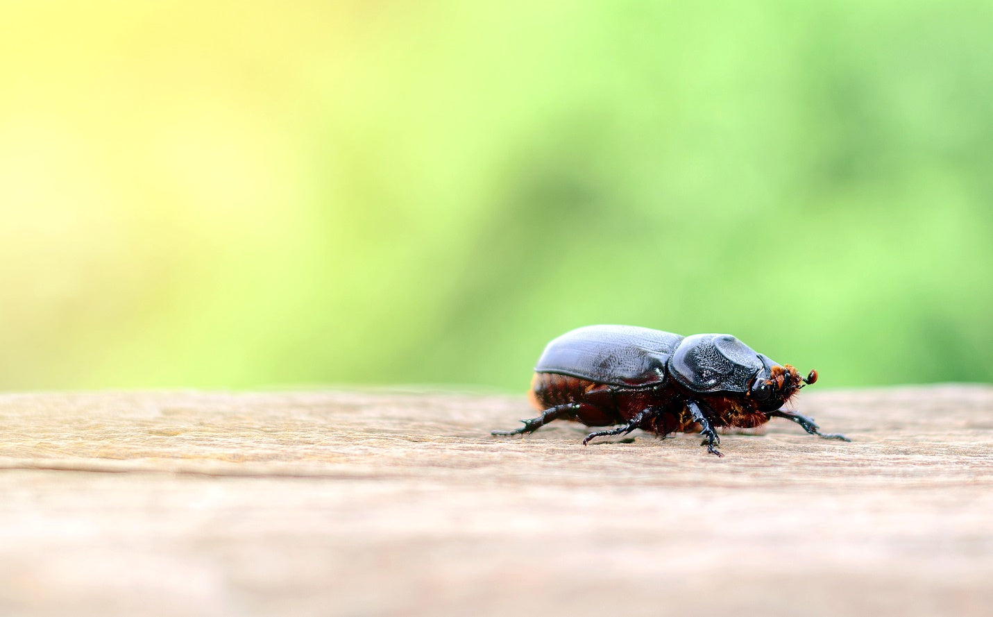 Metamorphosis Marvels: The Life Cycle of a Beetle