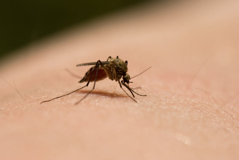 MosquitoNix Opens New Franchise in Pensacola: Say Goodbye to Mosquitoes