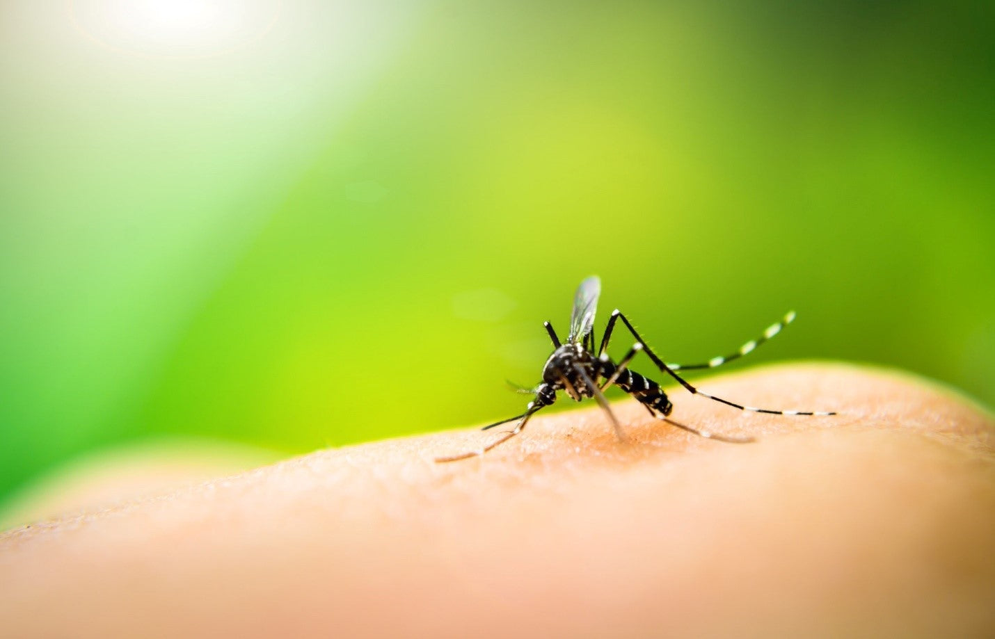 Mosquitoes: Fact vs. Fiction