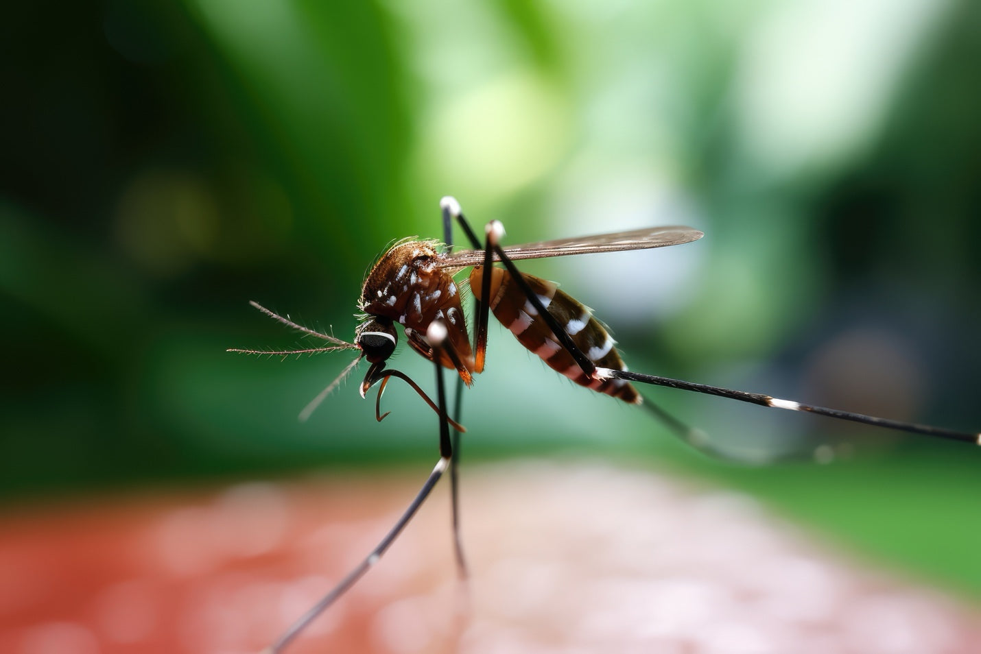 Acoustic Mosquito Traps: Everything You Need to Know