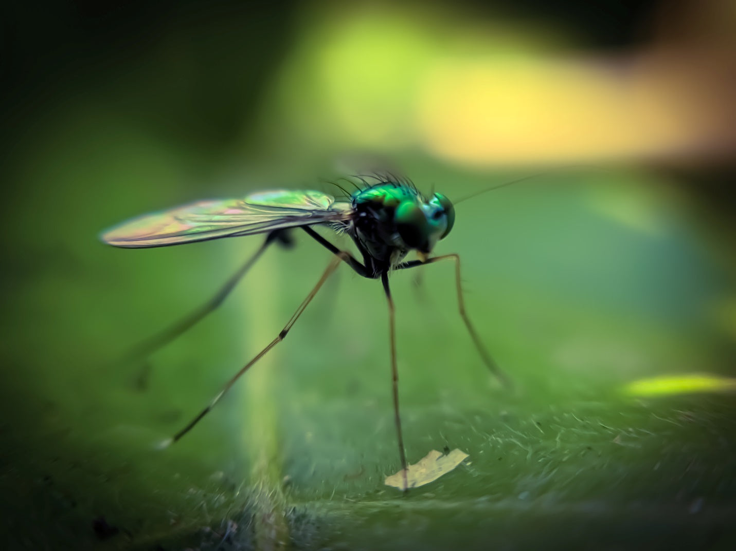 New Franchise in Augusta, GA