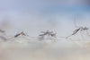 Different Types of Mosquitoes - MosquitoNix®