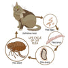 Banishing Fleas from Your Lawn: Top Strategies for Flea Control in the Yard