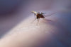 Can Mosquito Bites Spread COVID-19 and Other Diseases?