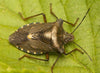 10 Tips on How to Get Rid of Stink Bugs Inside
