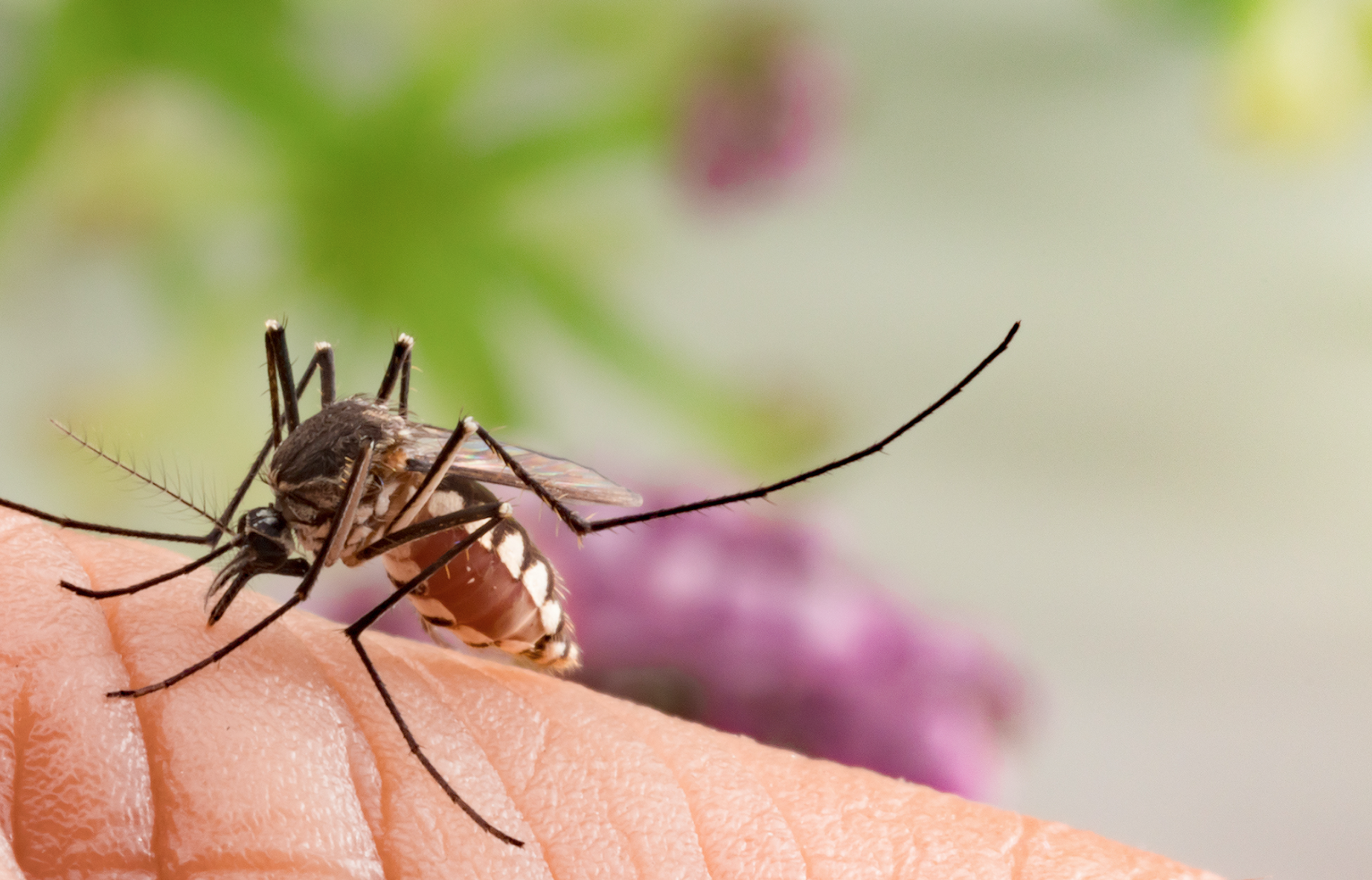 The 2017 Texas Zika Recommendations for Mosquito Season