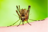 How Human Diet Drugs Could Work on Mosquitoes