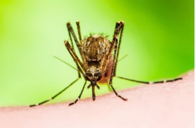 How Human Diet Drugs Could Work on Mosquitoes