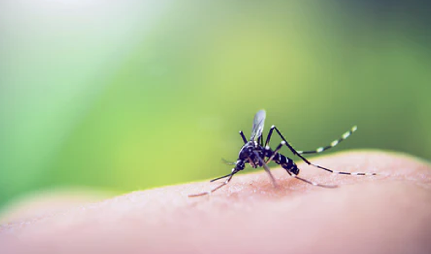 What Time Are Philadelphia Mosquitoes Most Annoying?