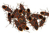 Boxelder Bugs: Everything You Need to Know