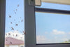 Mosquitoes flying through a window.