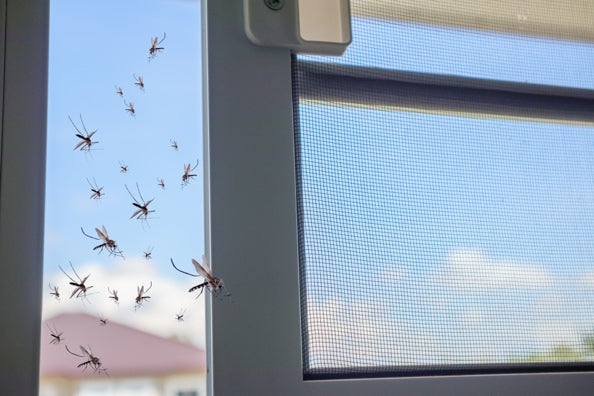 Mosquitoes flying through a window.