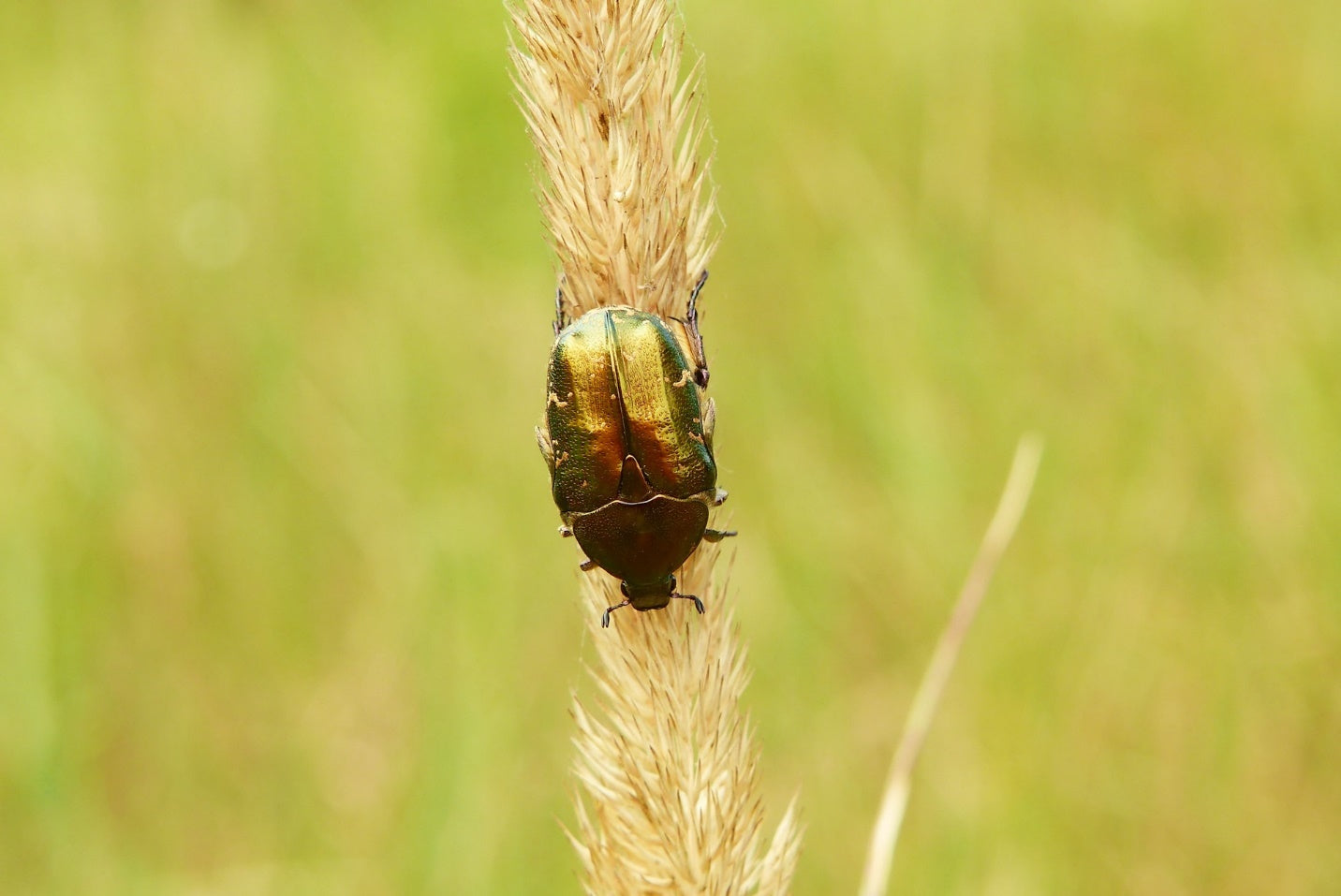 Things to Know About Beetles: Habitat, Diet & More