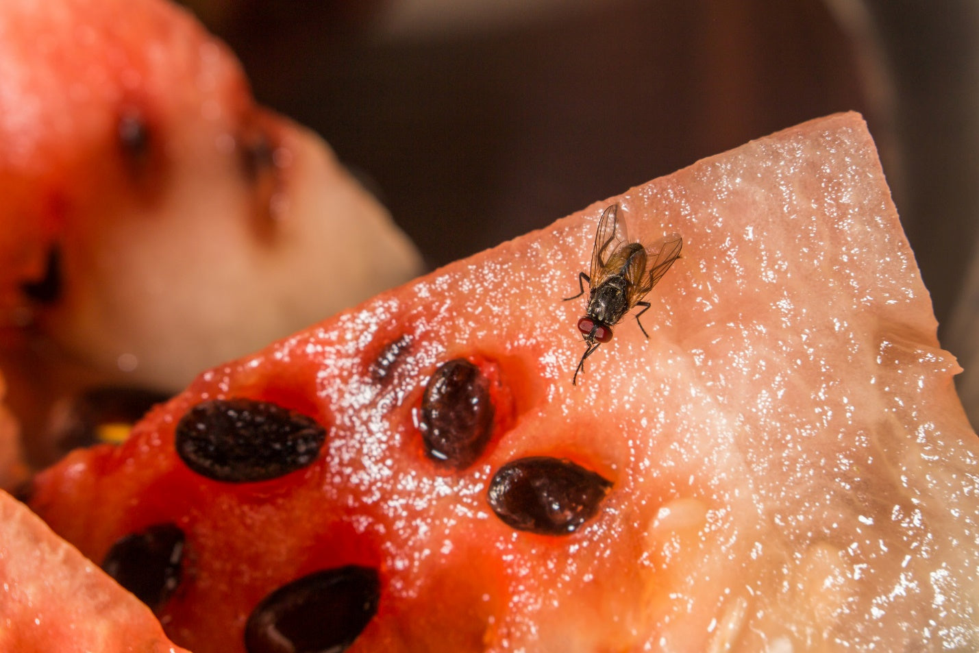 How to get rid of fruit flies when an infestation happens in your home