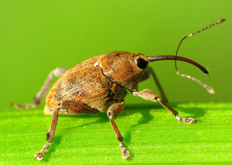 Weevils in Your Pantry: Identification & Removal