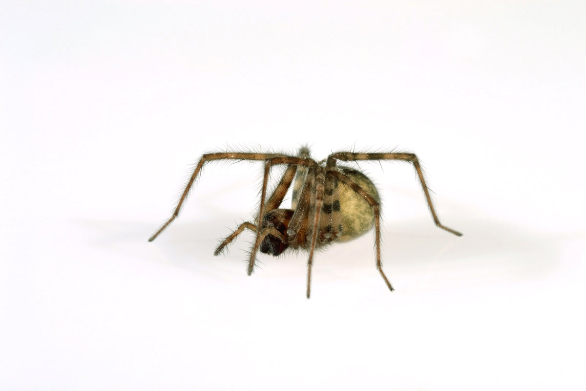 House Spider Insect Most Common House Spiders In The U.S. - MosquitoNix®