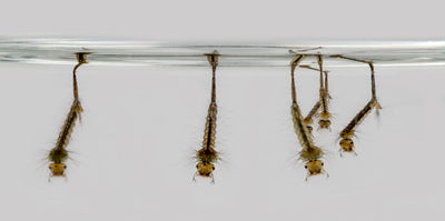 Mosquito Larvae Identification Guide - MosquitoNix®