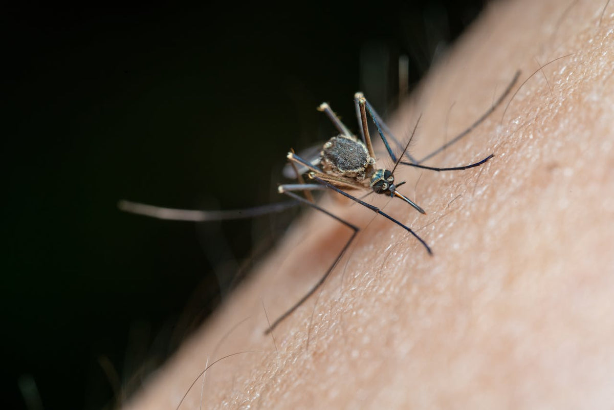 What to Know About Sloth Fever - MosquitoNix®