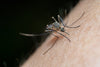 What is Triple Eastern Equine Encephalitis