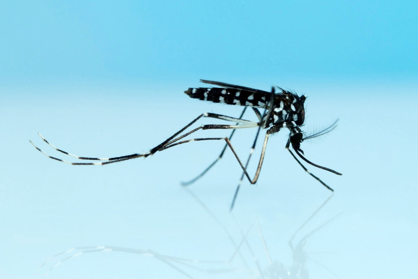 The largest mosquito in the outlet world