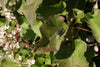 Why Are Flies So Persistent? Understanding and Eliminating Fly Infestations