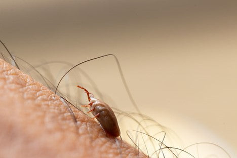 What is Anaplasmosis?